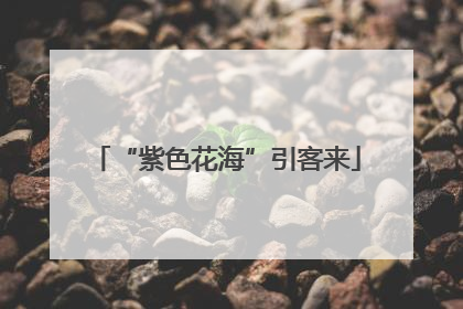 “紫色花海”引客来