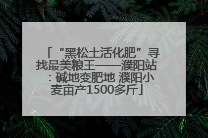 “黑松土活化肥”寻找最美粮王——濮阳站：碱地变肥地 濮阳小麦亩产1500多斤
