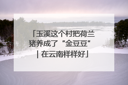 玉溪这个村把荷兰猪养成了“金豆豆”｜在云南样样好