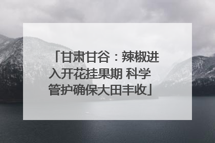 甘肃甘谷：辣椒进入开花挂果期 科学管护确保大田丰收