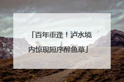 百年重逢！泸水境内惊现短序醉鱼草