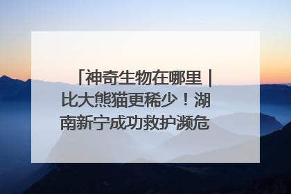 神奇生物在哪里｜比大熊猫更稀少！湖南新宁成功救护濒危鸟类海南鳽