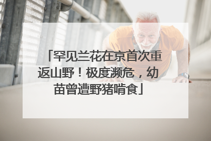 罕见兰花在京首次重返山野！极度濒危，幼苗曾遭野猪啃食
