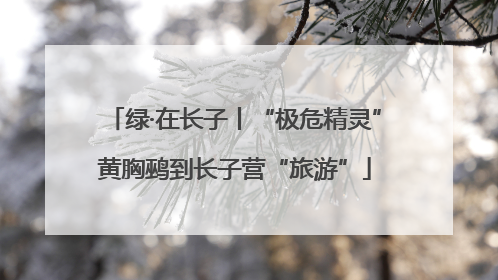 绿·在长子丨“极危精灵”黄胸鹀到长子营“旅游”