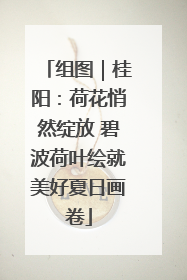 组图｜桂阳：荷花悄然绽放 碧波荷叶绘就美好夏日画卷