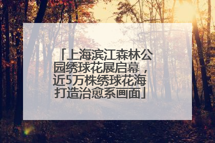 上海滨江森林公园绣球花展启幕，近5万株绣球花海打造治愈系画面