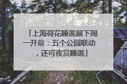 上海荷花睡莲展下周一开幕：五个公园联动，还可夜赏睡莲
