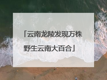 云南龙陵发现万株野生云南大百合