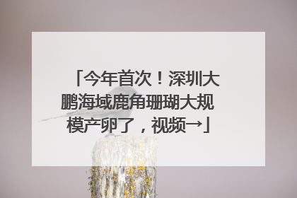 今年首次！深圳大鹏海域鹿角珊瑚大规模产卵了，视频→