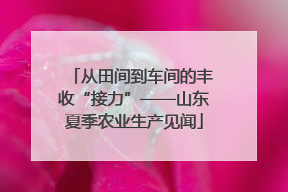 从田间到车间的丰收“接力”——山东夏季农业生产见闻