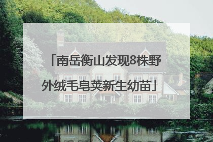 南岳衡山发现8株野外绒毛皂荚新生幼苗