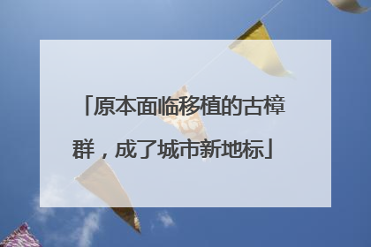 原本面临移植的古樟群，成了城市新地标
