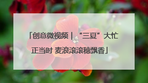 创意微视频｜“三夏”大忙正当时 麦浪滚滚穗飘香