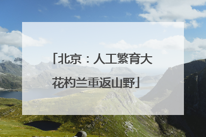 北京：人工繁育大花杓兰重返山野
