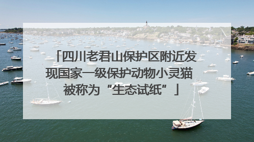 四川老君山保护区附近发现国家一级保护动物小灵猫 被称为“生态试纸”