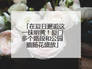 在夏日邂逅这一抹明黄！厦门多个路段和公园腊肠花盛放