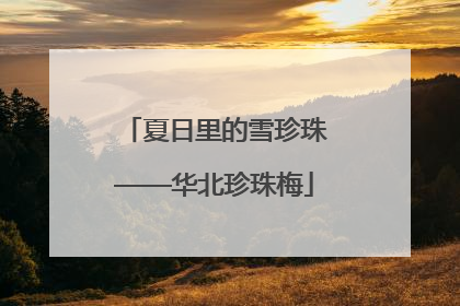 夏日里的雪珍珠——华北珍珠梅