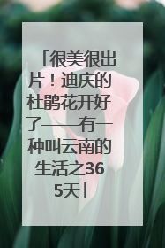 很美很出片！迪庆的杜鹃花开好了——有一种叫云南的生活之365天