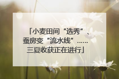 小麦田间“选秀”、蚕房变“流水线”……三夏收获正在进行