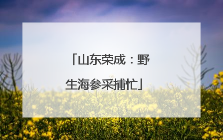 山东荣成：野生海参采捕忙