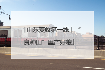 山东麦收第一线丨“良种田”里产好粮