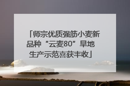 师宗优质强筋小麦新品种“云麦80”旱地生产示范喜获丰收