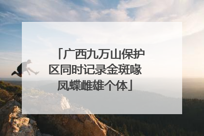 广西九万山保护区同时记录金斑喙凤蝶雌雄个体