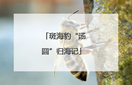 斑海豹“汤圆”归海记