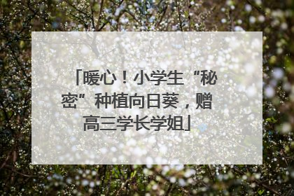 暖心！小学生“秘密”种植向日葵，赠高三学长学姐