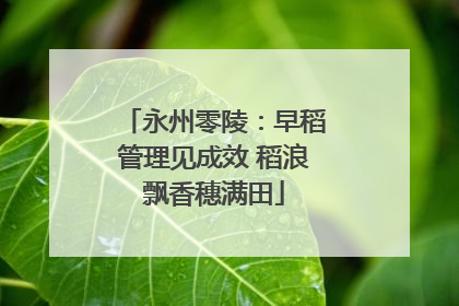 永州零陵：早稻管理见成效 稻浪飘香穗满田