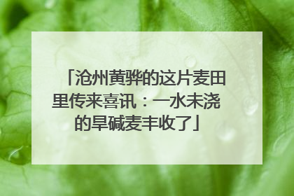 沧州黄骅的这片麦田里传来喜讯：一水未浇的旱碱麦丰收了