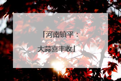 河南镇平：大蒜喜丰收
