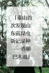 泰山首次发现山东省昆虫新记录种——香椿巴木虱