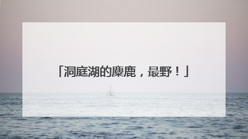 洞庭湖的麋鹿，最野！