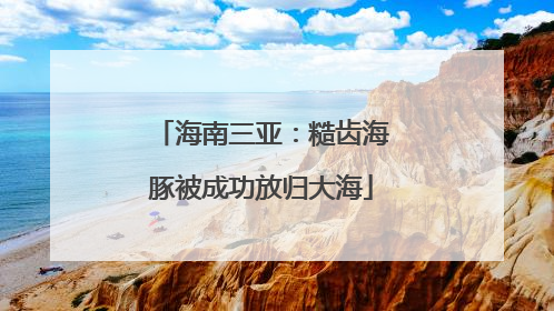 海南三亚：糙齿海豚被成功放归大海