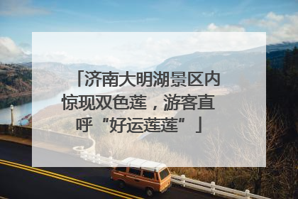 济南大明湖景区内惊现双色莲，游客直呼“好运莲莲”
