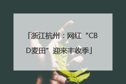浙江杭州：网红“CBD麦田”迎来丰收季