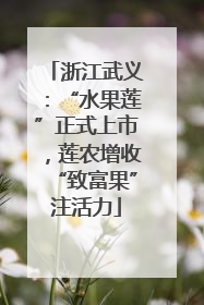浙江武义：“水果莲”正式上市，莲农增收“致富果”注活力