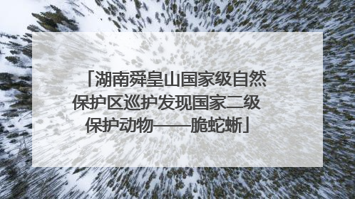 湖南舜皇山国家级自然保护区巡护发现国家二级保护动物——脆蛇蜥