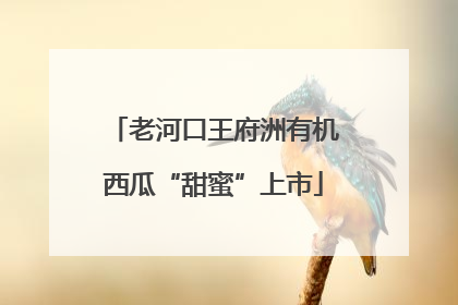 老河口王府洲有机西瓜“甜蜜”上市