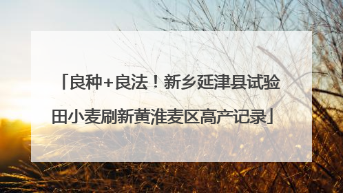 良种+良法！新乡延津县试验田小麦刷新黄淮麦区高产记录