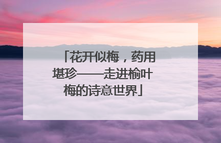花开似梅，药用堪珍——走进榆叶梅的诗意世界