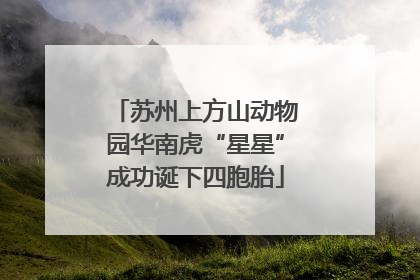 苏州上方山动物园华南虎“星星”成功诞下四胞胎