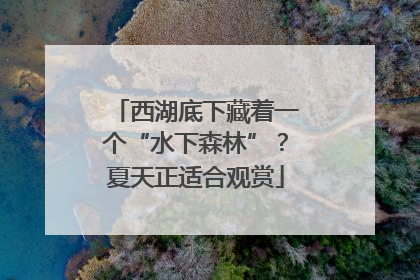 西湖底下藏着一个“水下森林”？夏天正适合观赏