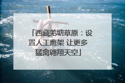 西藏羌塘草原：设置人工鹰架 让更多猛禽翱翔天空