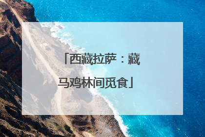 西藏拉萨：藏马鸡林间觅食