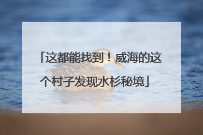 这都能找到！威海的这个村子发现水杉秘境