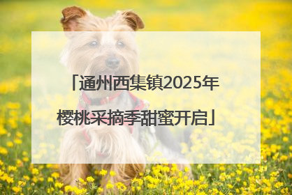 通州西集镇2025年樱桃采摘季甜蜜开启