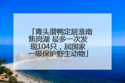 青头潜鸭定居淮南焦岗湖 最多一次发现104只，属国家一级保护野生动物