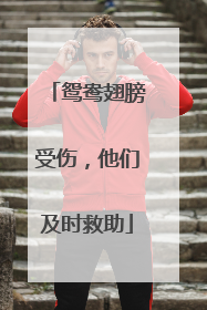 鸳鸯翅膀受伤，他们及时救助